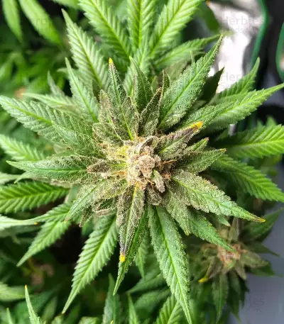 Wombat (BlimBurn Seeds)