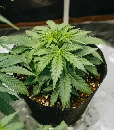 Z-Up Auto Seeds