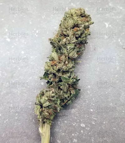 Graines de cannabis Sugar Breath (Humboldt Seeds Organization)