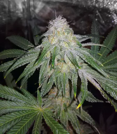Graines de cannabis Sugar Breath (Humboldt Seeds Organization)