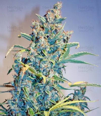 Tundra #2 Auto Seeds