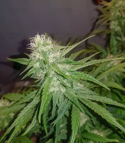 Sementes Feminizadas de Watermelon Z Auto (Barney's Farm)