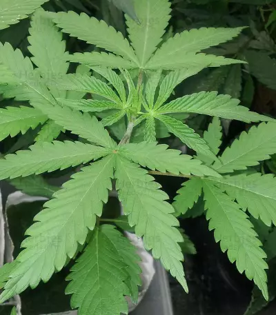 Wedding Cake feminized seeds (Flavour Chasers)