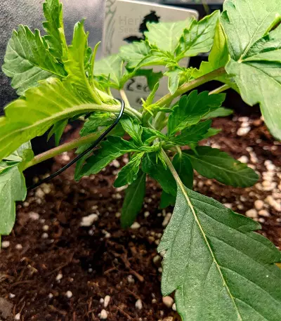 Do-Si-Dos Autoflower (Herbies Seeds)