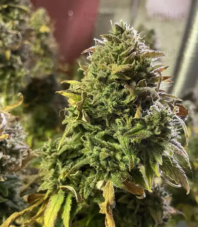 Original Auto Chemdawg Seeds