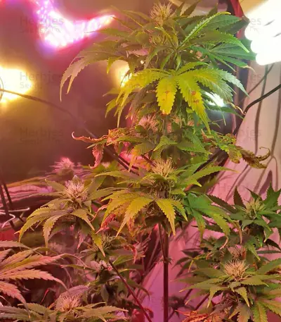 Semi di Tangerine Dream Auto fem