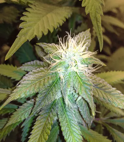 Amnesia Mistery Seeds