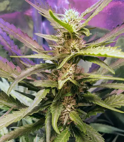Apollo 11 cannabis strain