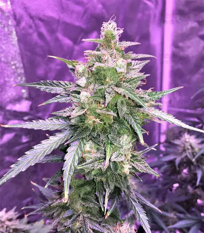 Auto Gorilla OG Seeds