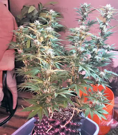 Auto Purple Gorilla Seeds