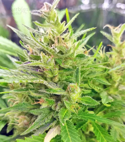 BCN Power Plant Seeds