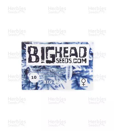 Graines de cannabis Big Freeze (Big Head Seeds)