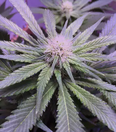 Big Bud XXL (Ministry Of Cannabis)