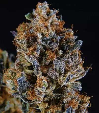 Brain Cake feminized seeds