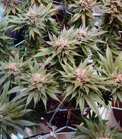 Bruce Banner #3 Fast strain