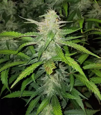 Graines de cannabis Chapita de Michoacan Regular (CannaBioGen)