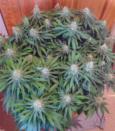 Semi femminizzati Critical Super Silver Haze