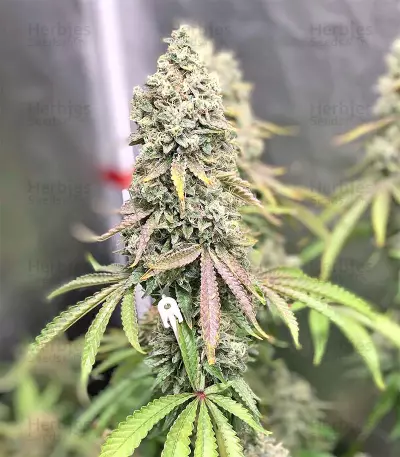 Dark Ghost Train Seeds