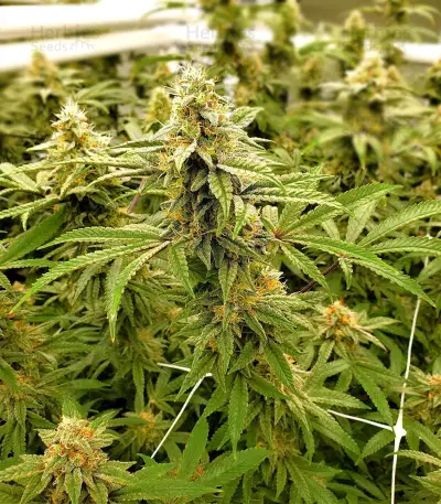 Gelato 33 feminized seeds (Advanced Seeds)