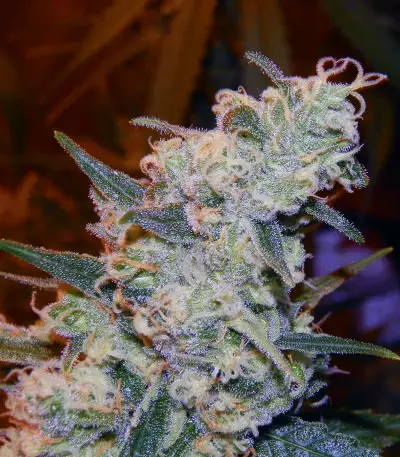 Girl Scout Cookies (Cali Connection Seeds)