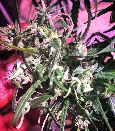 Graines de cannabis Green Haze Regular (Ace Seeds)
