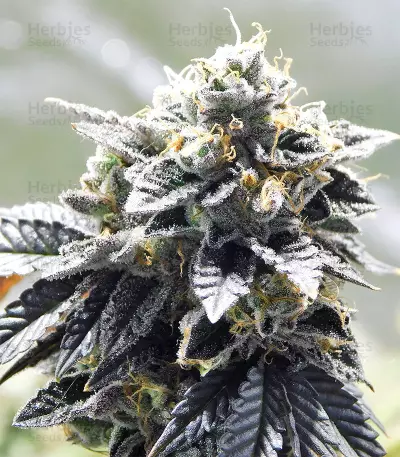 Graines de cannabis Grenadine (Karma Genetics)