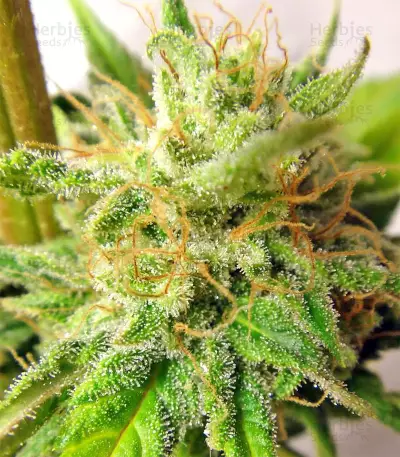 Graines de cannabis Kali China Breeders Pack (Ace Seeds)