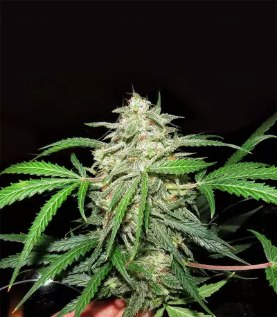 Mexican Sativa Seeds