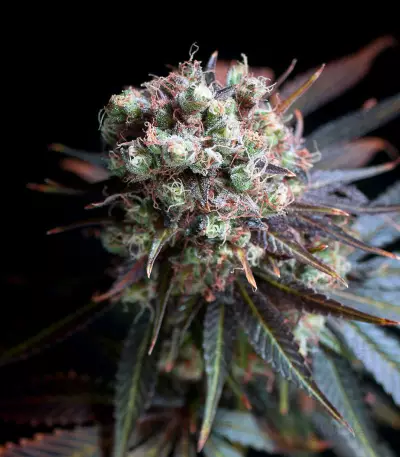 Graines de cannabis Morpheus CBD (Buddha Seeds)