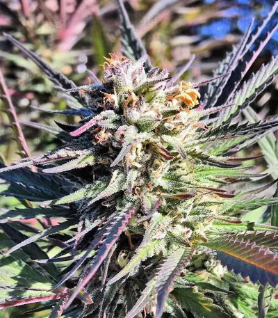 Graines de cannabis Nepal Kush (Flying Dutchmen)