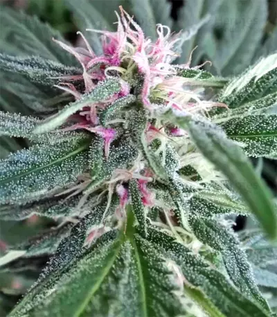 Panama Regular seeds