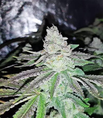 Semi femminizzati di Pineapple