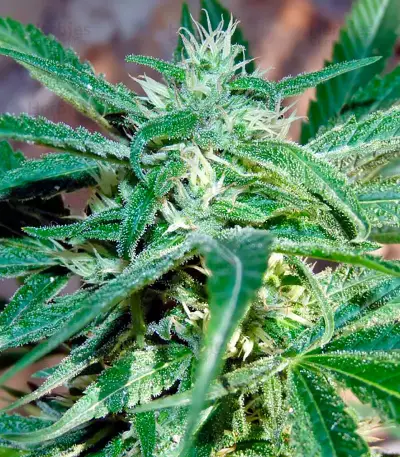 South Mountain Cheese seeds