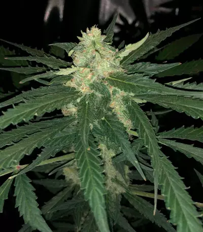 Graines de cannabis Super Critical Auto (GHS)