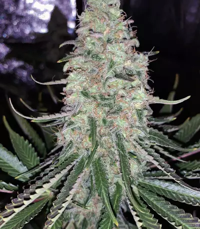 Sweet ZZ (Sweet Z) (RQS)