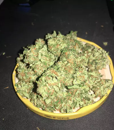 Watermelon Z feminized seeds