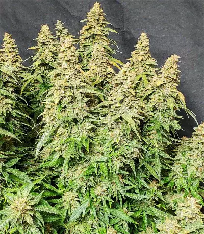 Semi femminizzati Wedding Cheesecake Auto