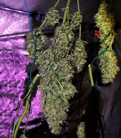 White Diesel Haze Automatic feminized seeds