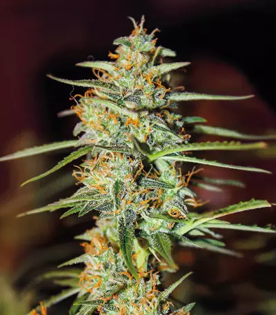 Sementes Feminizadas de Acid Rain Autoflower (EGS)