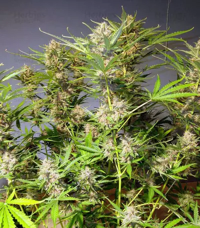 Auto Mendo Mass Seeds