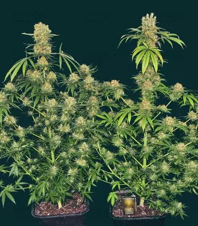 Barbara Bud (House of the Great Gardener Seeds)