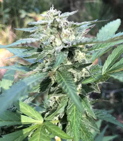 Bruce Banner Seeds (Flavour Chasers Seeds)