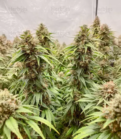 Californian Gold Seeds