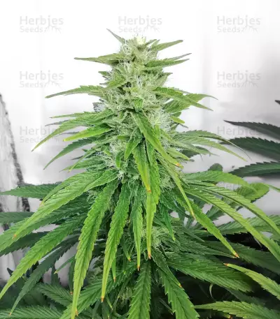 Semi femminizzati Chem OG
