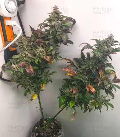 Chocolopez Seeds