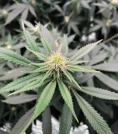 Cinderella99 (Herbies Seeds)