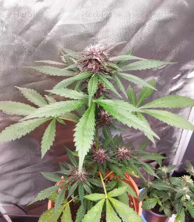Sementes Feminizadas de Dark Lemonade Auto (Delicious Seeds)