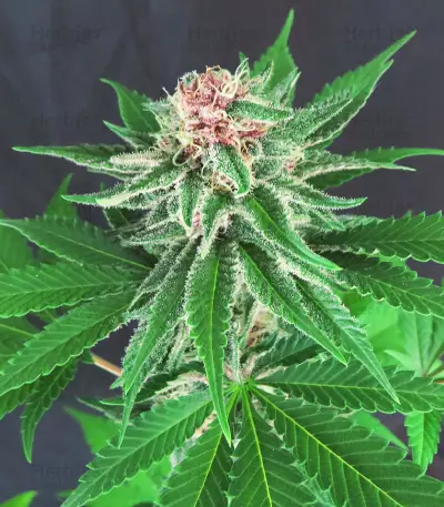 DDoS #33 Seeds (Herbies Seeds)