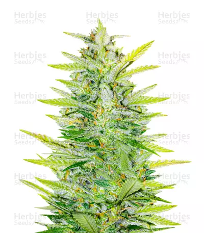 Dozy Whale Feminized Seeds (AlphaFem Seeds)