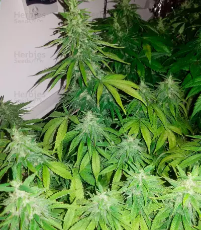 Graines de cannabis Fast & Vast Auto (Heavyweight Seeds)